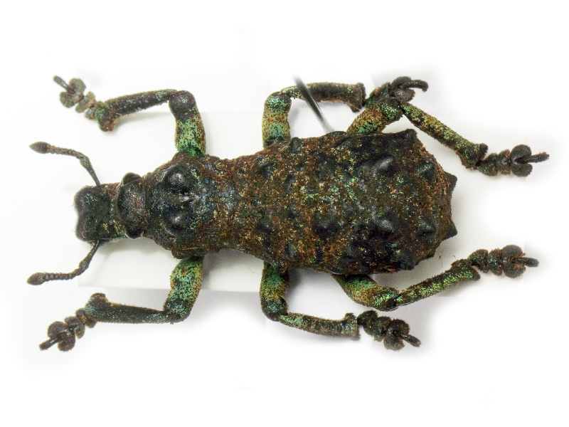 Holonychus acanthopus